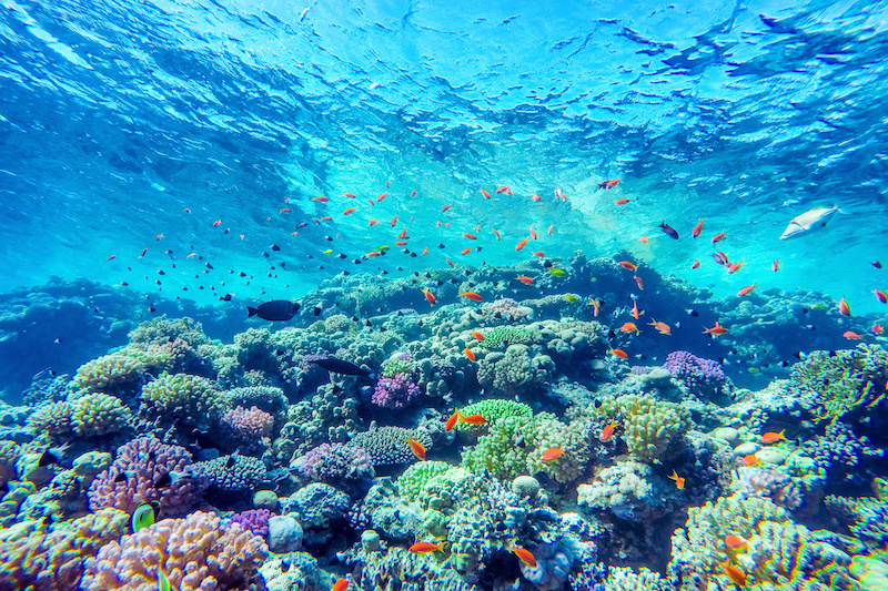 Korallenriff Schutz